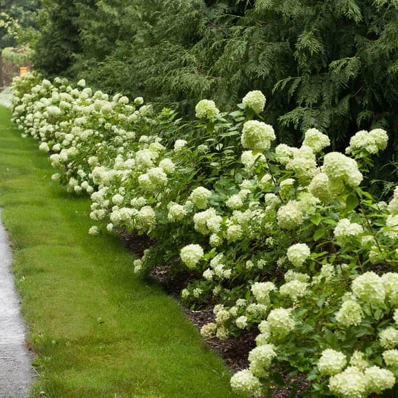 RedCrocus Little Lime Hydrangea | Hardy Shrub for Gardens & Containers | Blooms Mid-Summer to Fall | Pollinator Friendly & Deer Resistant | Easy Care  7 Gallon