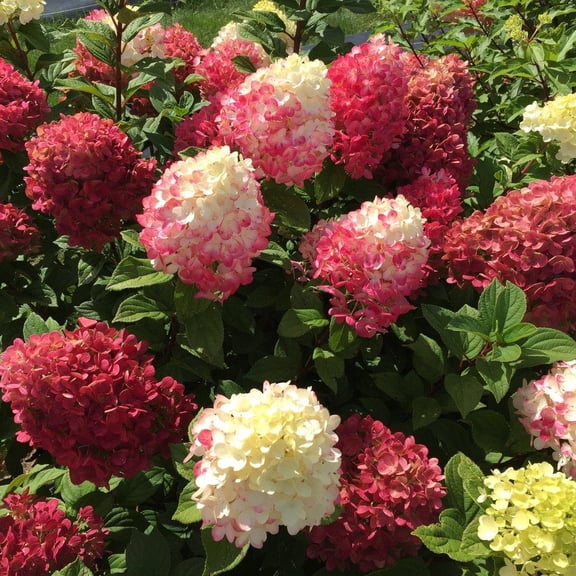 RedCrocus Little Lime Punch Panicle Hydrangea- Compact Garden Shrub for Borders and Containers 3 Gallon