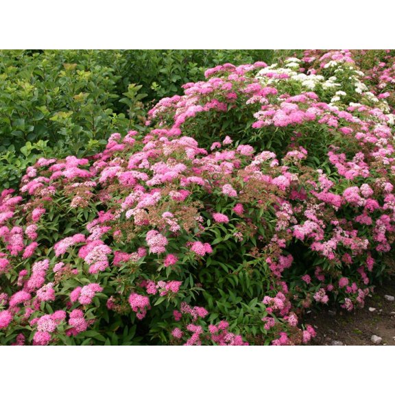 RedCrocus Little Princess Japanese Spirea- Compact Deciduous Shrub with Pink Flowers, Ideal for Borders, Containers, and Small Gardens, Attracts Pollinators 3 Gallon