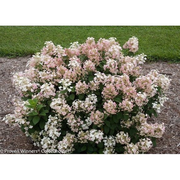 RedCrocus Little Quick Fire Panicle Hydrangea- Compact Deciduous Shrub with White to Pink Flowers, Pollinator Attractant, Suitable for Gardens & Containers 7 Gallon