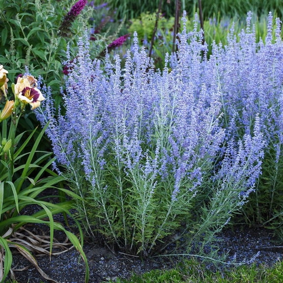 RedCrocus Little Spire Russian Sage-Compact Perennial for Gardens 1 Gallon