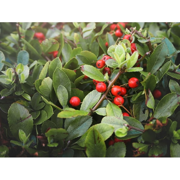RedCrocus Ardisia Japonica - Evergreen Shrub with Vibrant Berries, Ideal for Borders, Containers & Wildlife Gardens, Attracts Pollinators 6"