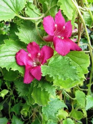 RedCrocus Lophospermum Assorted Climbing Vines for Garden & Containers ...