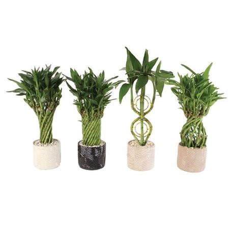 RedCrocus Lucky Bamboo- Assorted Indoor Plant for Decor, Office, Garden- Resilient Green Foliage (Bambusa spp.) 4.5" Pot price history and forecast - RedCrocus trfl1299-redcrocus