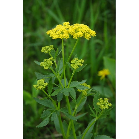 Red Aptera Primrose Plants
