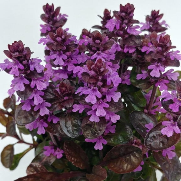 RedCrocus Midnight Mystery Ajuga Reptans - Evergreen Ground Cover with Dark Purple Leaves & Violet Flower Spikes, Attracts Pollinators, Container & Garden Use 1 Gallon (Pack of 10)