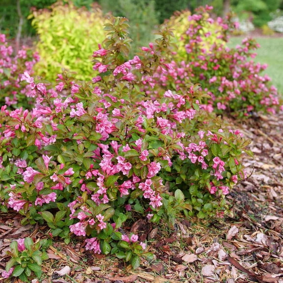 RedCrocus 'Midnight Sun' Weigela- Vibrant Pink Blooms, Deciduous Shrub, Part Shade, Pollinator Attraction, Container Friendly, Deer Resistant, Easy Care 2 Gallon