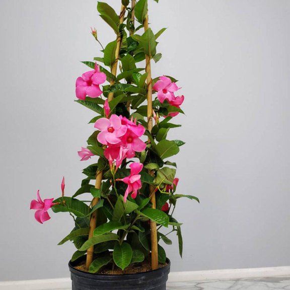 RedCrocus Mini Pink Mandevilla- Vibrant Climbing Plant for Trellises & Containers, Attracts Pollinators, Indoor/Outdoor, Pet Warning, Garden & Floral Use 6" Pot