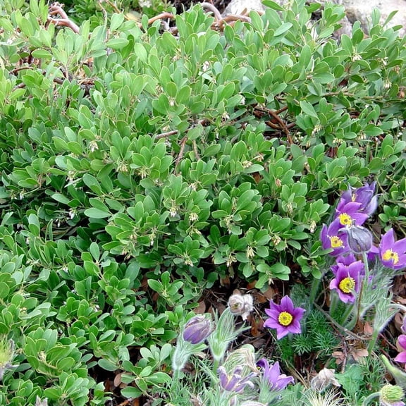 RedCrocus Mock Bearberry- Evergreen Drought-Tolerant Shrub for Ground Cover, Rock Gardens, Erosion Control, and Borders 3 Gallon