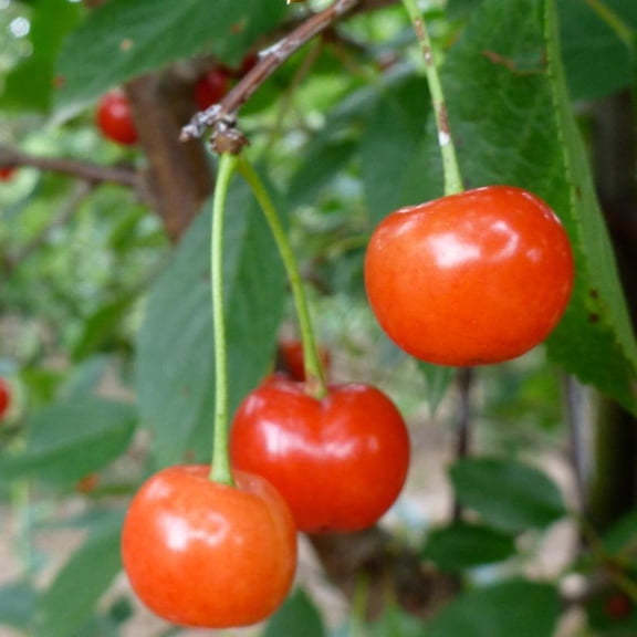RedCrocus Montmorency Sour Cherry Tree- Fruit Bearing, Pollinator-Attracting, Full Sun, Well-Drained Soil, Edible, Decorative, Garden, Container, Hardy Tree 1.5" cal 15 Gallon