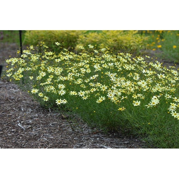 RedCrocus Moonbeam Threadleaf Tickseed Coreopsis verticillata Bright Yellow Flowers Pollinator Attracting Drought Tolerant Perennial  1 Gallon (Pack of 4)