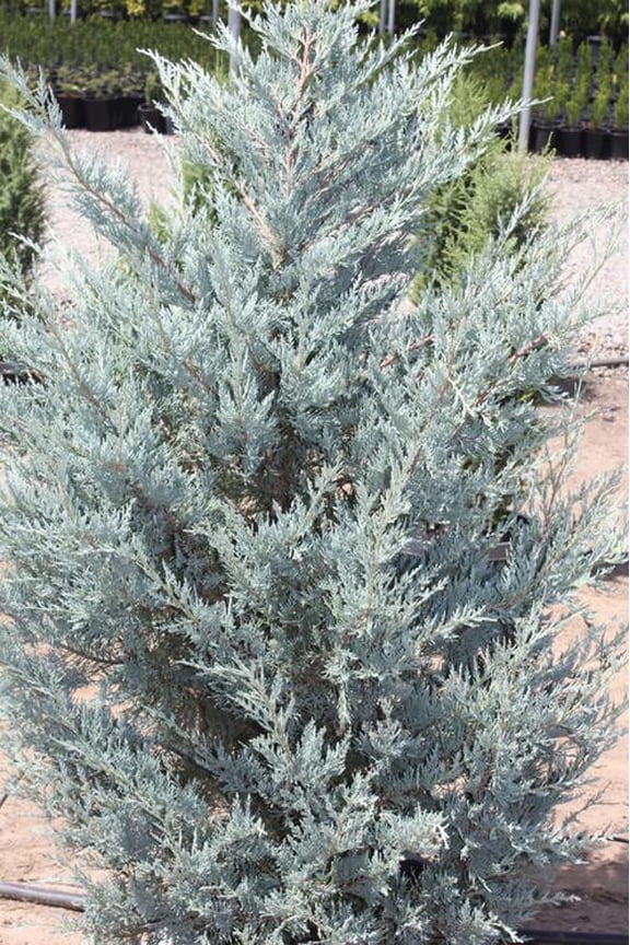 Moonglow Rocky Mountain Juniper | Drought-Tolerant Evergreen Shrub for Landscape & Container | Classic Silvery-Blue Foliage, Low Maintenance, Deer Resistant 10 Gallon