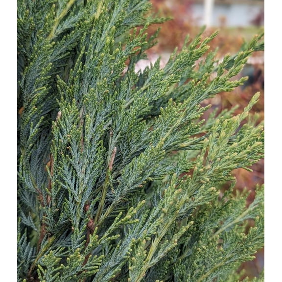 RedCrocus Moonglow Rocky Mountain Juniper - Drought-tolerant Evergreen Conifer for Landscaping, Rock Gardens & Containers  3 Gallon