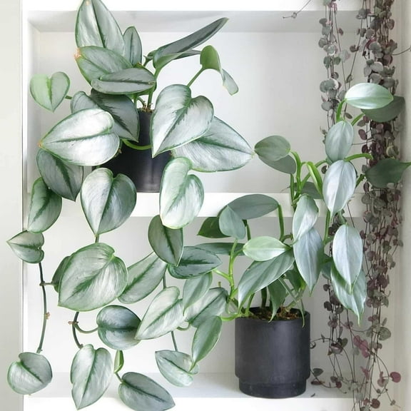 RedCrocus Moonlight Scindapsus-Elegant Indoor Plant with Unique Foliage 6" Pot