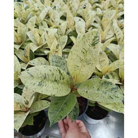 RedCrocus 'Moonshine' Ficus - Compact Evergreen Indoor Plant, Bright Foliage, Low-Maintenance, Container-Friendly, Pet Warning, Hardy in Zones 9-11  10" Pot