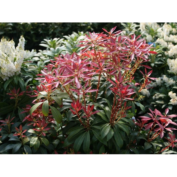 Mountain Fire Japanese Andromeda-Evergreen Shrub-Ideal for Mixed Borders  3 Gallon