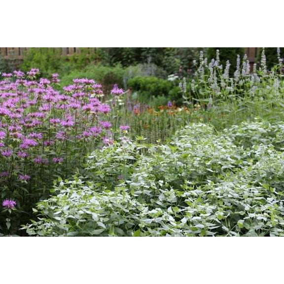 RedCrocus Mountain Mint Pycnanthemum muticum - Aromatic Perennial Herb, Butterfly & Pollinator Attraction, Native, Deer Resistant, Container & Border Plant 5" Pot (Pack of 5)