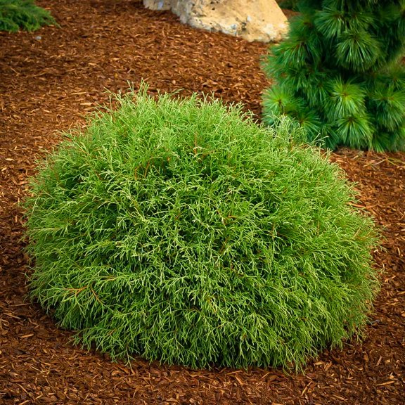 RedCrocus Mr. Bowling Ball American Arborvitae Thuja occidentalis- Compact Evergreen for Gardens & Containers 1 Gallon