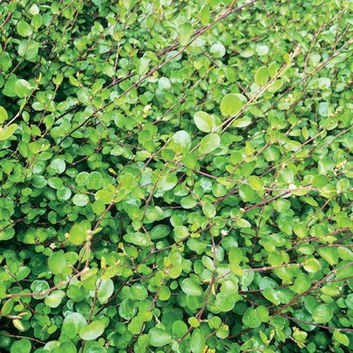 RedCrocus Muehlenbeckia Wire Vine, Fast-Growing Evergreen Climber for Gardens & Containers, Hardy Ground Cover, Pet Safe, Full Sun & Part Shade 6.5" Pot