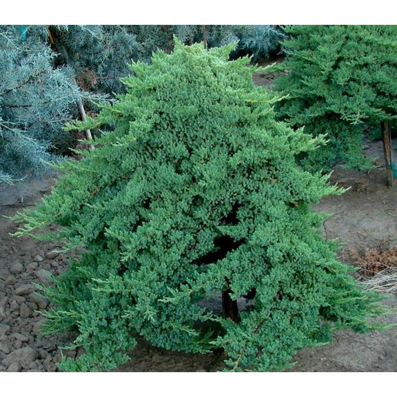RedCrocus Nana Japanese Garden Juniper- Evergreen Shrub, Drought-Tolerant, Pet Safe, Ground Cover, Container-Friendly, Low Maintenance, Full Sun, Zone 5-9 2 Gallon