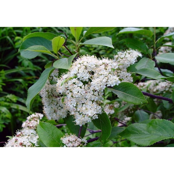 RedCrocus Nannyberry Viburnum Viburnum lentago - Deciduous Shrub for Landscaping & Wildlife Gardens  3 Gallon