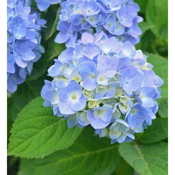RedCrocus Nantucket Blue Hydrangea | Large Blue Clusters | Partial Sun | Container & Garden Plant | Butterfly & Pollinator Attractant 5 Gallon