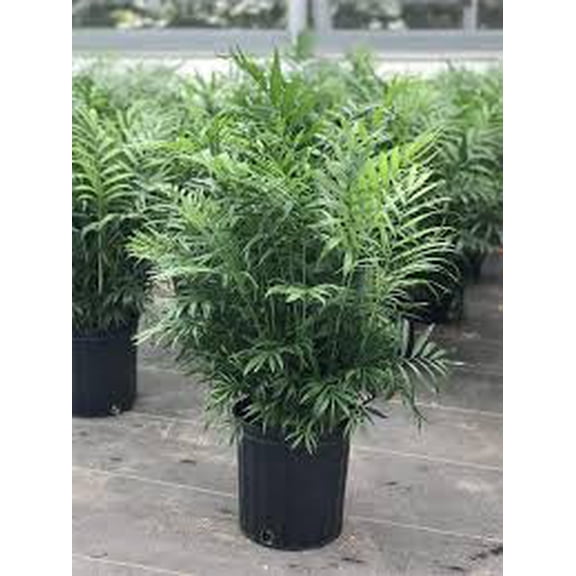 RedCrocus Neanthabella Palm - Indoor & Outdoor Tropical Plant, Pet & Deer Resistant, Evergreen Foliage, Easy Care, 10 ft Tall 4" Pot (Pack of 2)