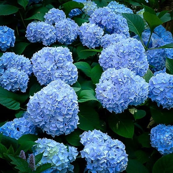 RedCrocus Nikko Blue Bigleaf Hydrangea- Vibrant Blue Flowers, Bushy Fall Bloom, Ornamental Shrub, Partial Shade, Pollinator Attractant, Container Safe, Non-Toxic 5 Gallon