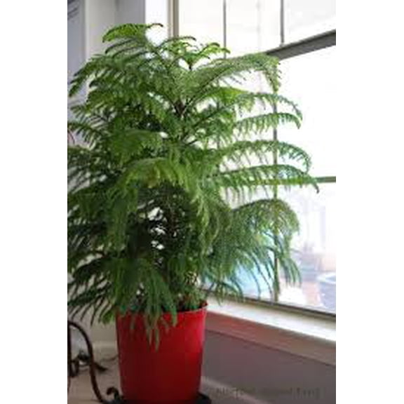 RedCrocus Norfolk Island Pine Indoor Tree, Pyramidal Evergreen for Home & Office Decor 4" Pot (Pack of 2)