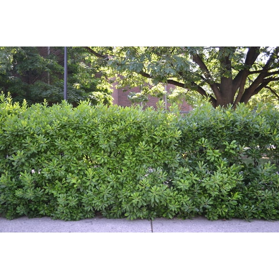 RedCrocus Northern Bayberry Myrica pensylvanica- Deciduous Shrub for Gardens, Wildlife, & Privacy Hedges 7 Gallon