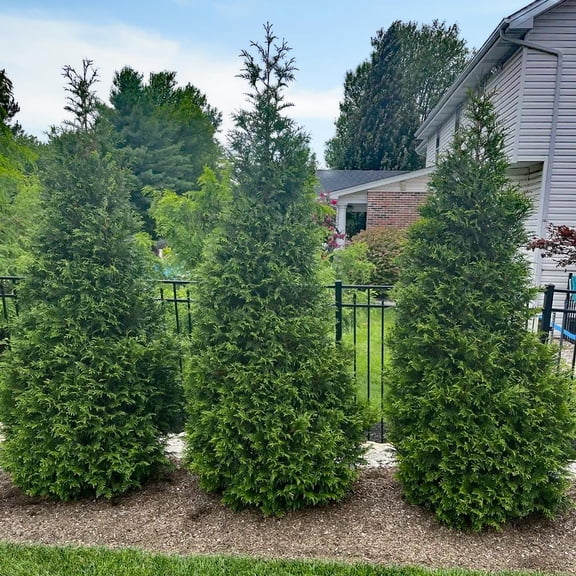 RedCrocus Northern Spire Western Red Cedar Thuja plicata Evergreen Tree for Gardens, Privacy, Landscape; Compact, Upright, Deep Green Foliage, Well-Drained Soil 5/6' h 15 Gallon
