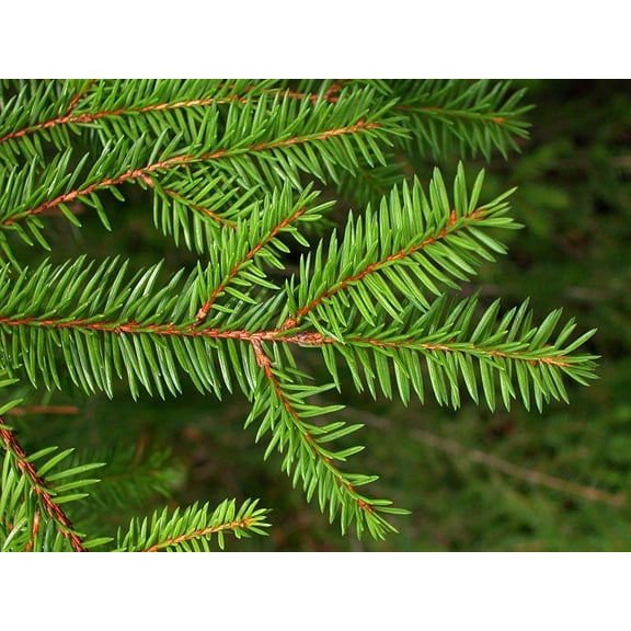RedCrocus Norway Spruce Picea abies- Evergreen Tree for Landscape & Privacy Hedges 10 Gallon