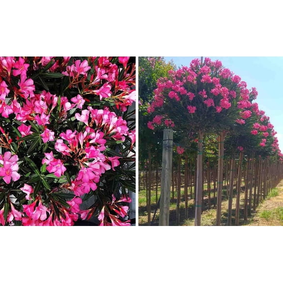 RedCrocus Oleander Nerium, Assorted Standard- Vibrant Evergreen Shrub for Garden & Container Use, Fragrant Flowers, Attracts Pollinators, Toxic to Pets, Full Sun- Hardy Zones 8-10 10" Pot