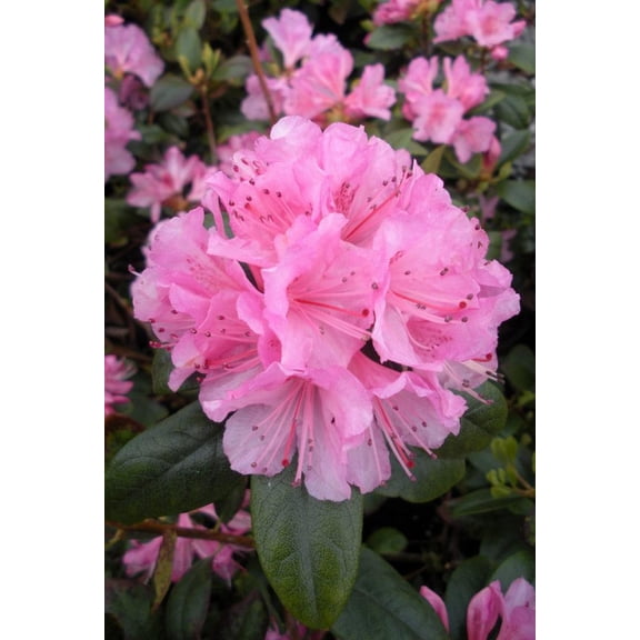 RedCrocus Olga Mezitt Rhododendron- Evergreen Shrub with Pink to White Spring Blooms, Attracts Pollinators, Container Friendly, Deer Resistant, Non-Toxic Garden Plant 5 Gallon