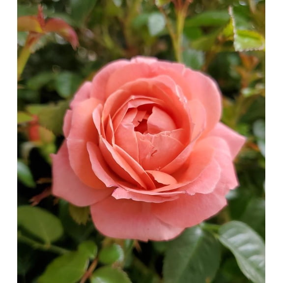 RedCrocus Orange Glow Knock Out Landscape Rose- Vibrant Orange Blooms, Easy Care, Disease Resistant, Perfect for Garden Borders & Containers  3 Gallon