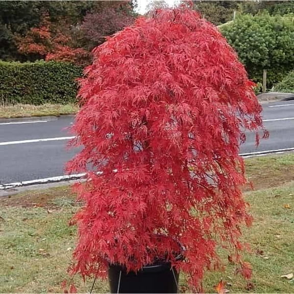 RedCrocus Orangeola Weeping Japanese Maple Acer palmatum dissectum - Vibrant Spring Foliage, Ideal for Gardens & Containers, Non-Toxic, Pet Friendly  6 Gallon