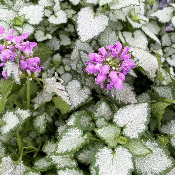 RedCrocus Orchid Frost Spotted Dead Nettle Lamium- Shaded Garden Ground Cover, Attractive Variegated Foliage, Pollinator Attractant, Pet Friendly, Container Suitable 1 Gallon