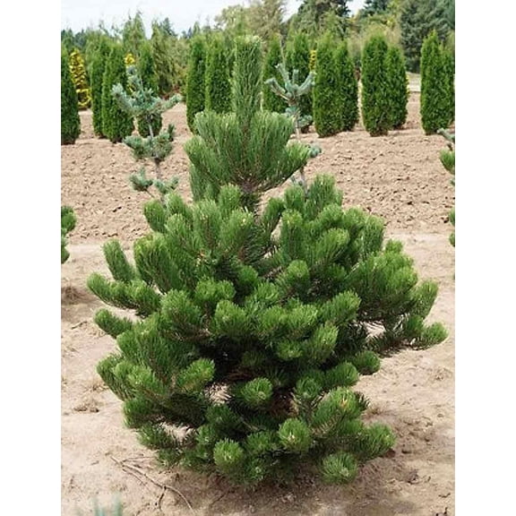 RedCrocus Oregon Green' Austrian Pine | Evergreen Needles, Hardiness Zones 4-7, Privacy & Landscape Use, Deer Resistant, Container-Friendly, Low Maintenance 10 Gallon