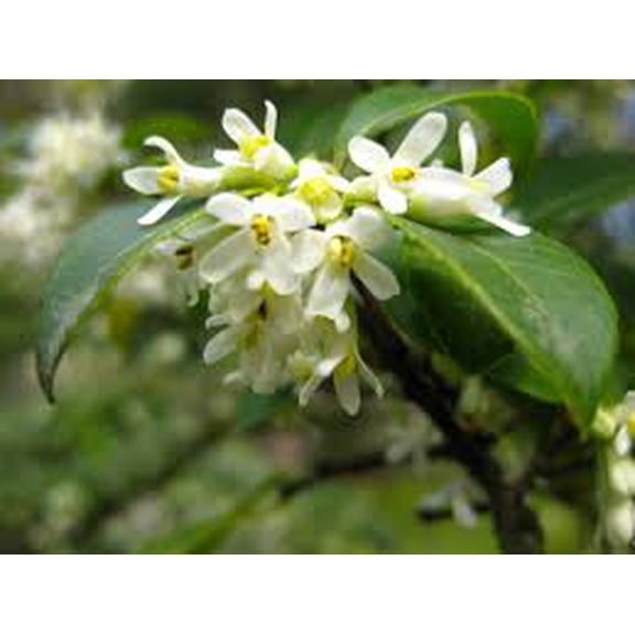 Osmanthus Gulftide - Evergreen Shrub with Fragrant White Flowers, Holly-like Spiny Leaves, Ideal for Hedges and Screens in Garden or Containers 2 Gallon Nursery Pot