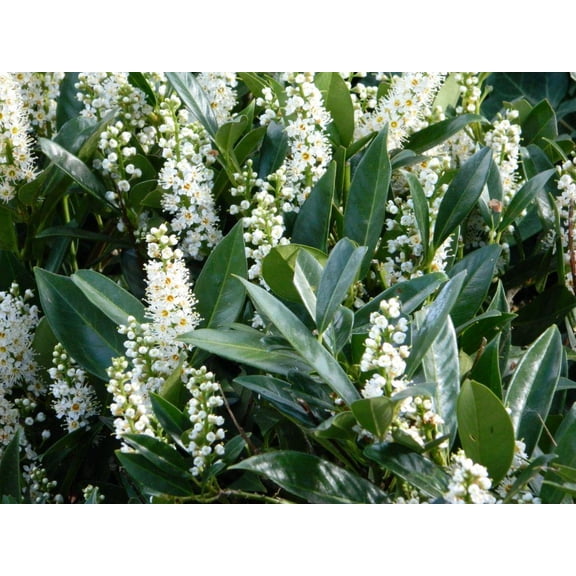 RedCrocus Otto Luyken Cherry Laurel Shrub- Dense Evergreen Hedge, Ideal for Privacy Screens & Ornamental Gardens 10 Gallon
