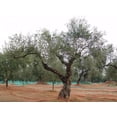 thumbnail image 1 of RedCrocus Patio Olive Tree Assorted|Evergreen Mediterranean Plant|Container & Garden|Full Sun|Pollinator Friendly|Pet Warning 8" Pot, 1 of 12