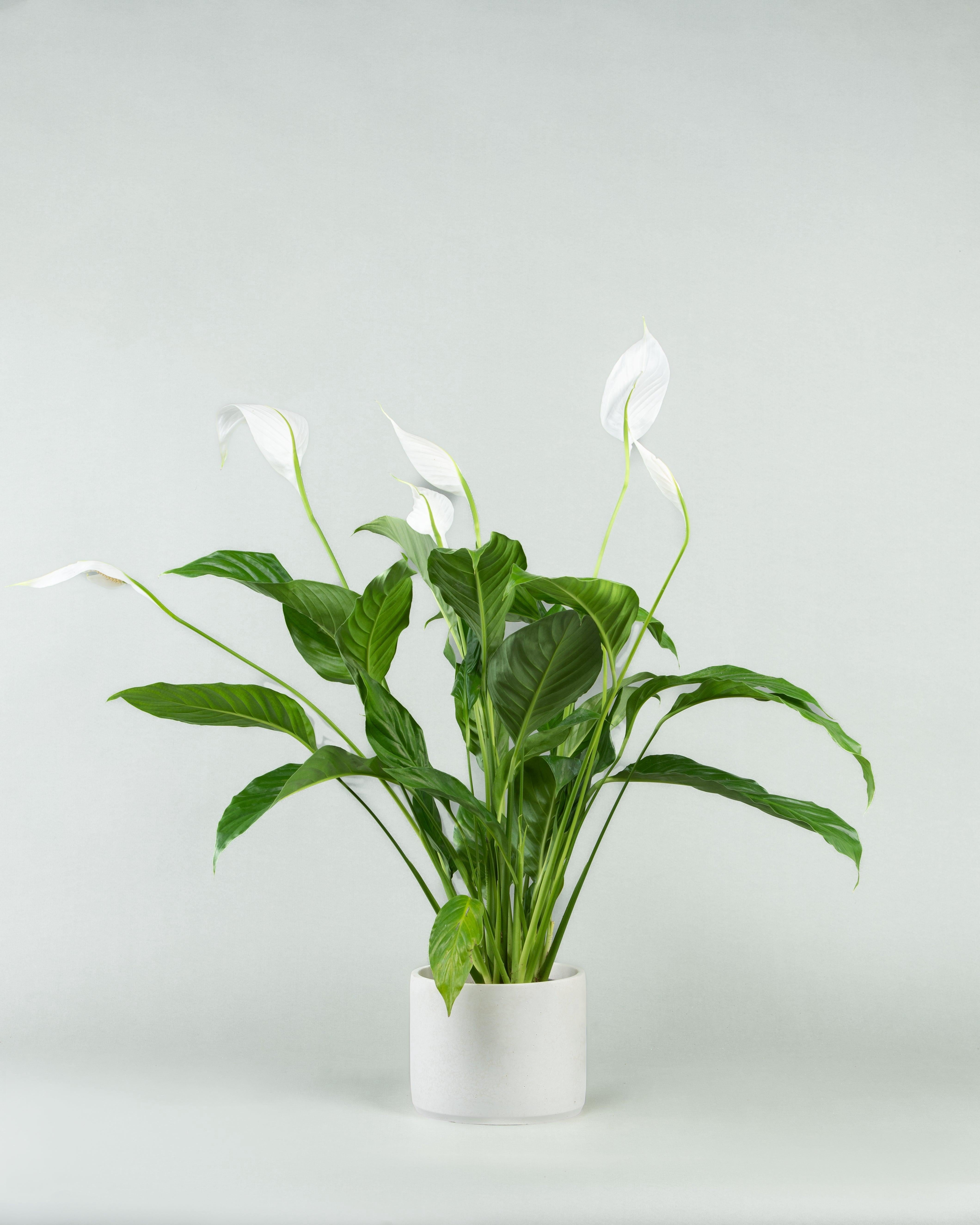 Peace Lily Home
