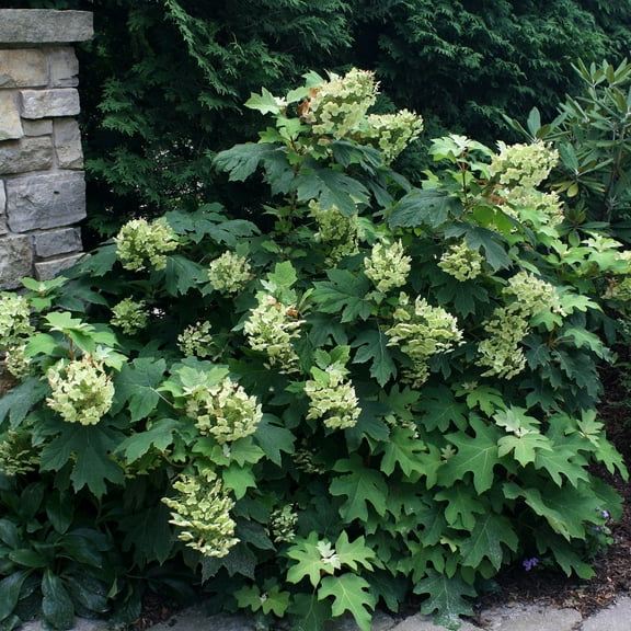 Pee Wee Oakleaf HydrangeaCompact ShrubAttracts Pollinators  3 Gallon