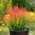 thumbnail image 1 of RedCrocus Euphorbia Tirucalli Pencil Cactus - Drought-Tolerant Succulent Indoor & Outdoor Plant - Full Sun to Partial Shade, Pet Warning  5" Terracotta Pot, 1 of 12