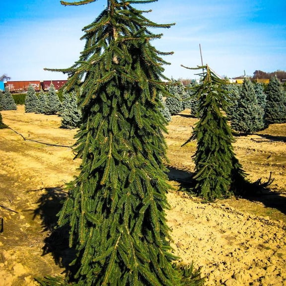 RedCrocus Pendula Norway Spruce- Evergreen Conifer for Landscape & Containers | Hardy and Deer Resistant 6 Gallon