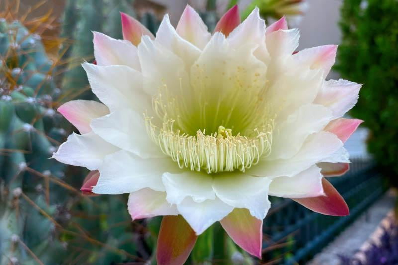 RedCrocus Peruvian Apple Cactus-Cereus peruvianus-Unique indoor plant  10" Pot