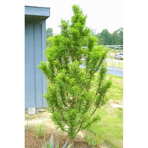 RedCrocus Peve Minaret Miniature Bald Cypress | Compact Tree for Garden & Container | Hardy, Deciduous, Foliage, Ornamental | Full Sun/partial shade 25 Gallon