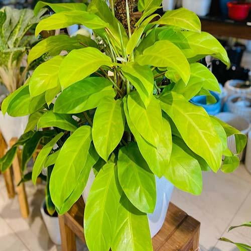 RedCrocus Philodendron Ceylon Beauty Indoor Plant - Fast-Growing, Pet-Friendly, Rich Green Foliage - Ideal for Bright Indoors 6"