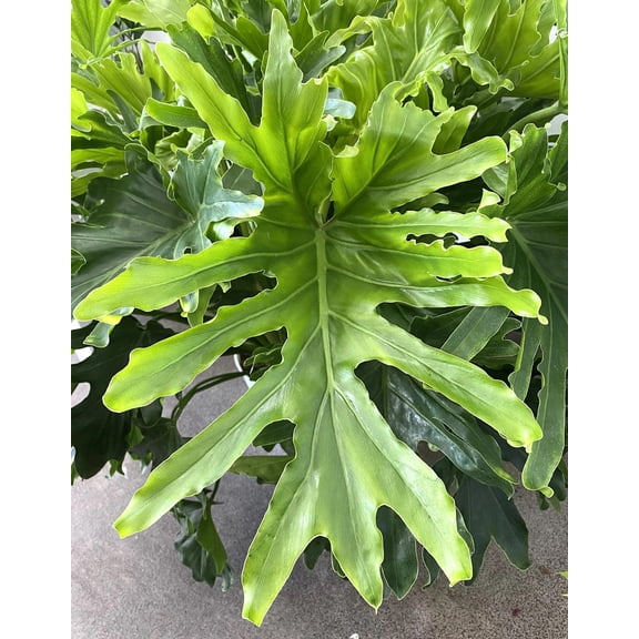 RedCrocus Philodendron Likety Split Indoor Plant, Fast-Growing, Pet-Toxic, Bright Indirect Light, 2-3 Ft, Deor Resistant, Container Friendly 6"