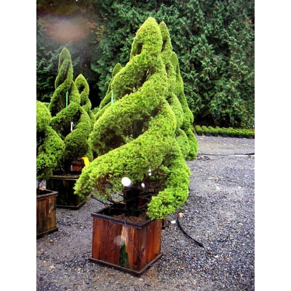 RedCrocus Picea Conica Double Spiral Topiary, Live Dwarf Alberta Spruce - Evergreen for Entryways & Containers, Four-Season Accent, Cold-Hardy  10 Gallon Nursery Pot